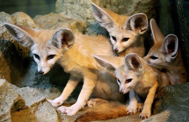 Pair of Sandoz Fennecs